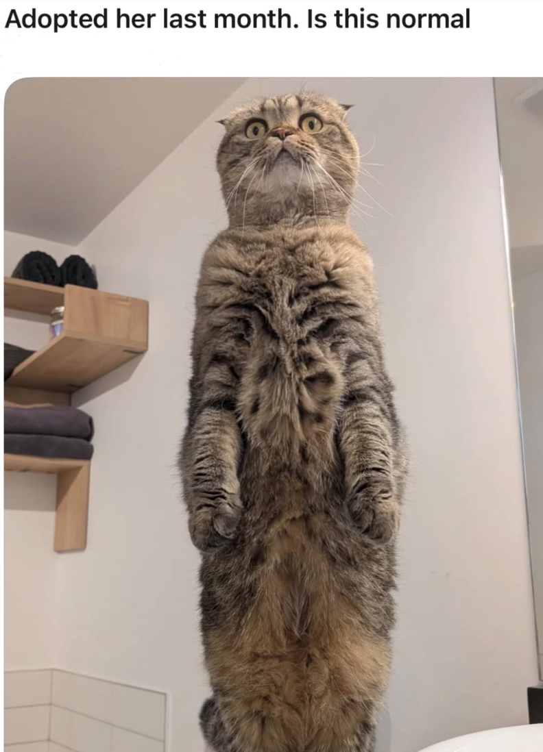 Adopted her last month. Is this normal