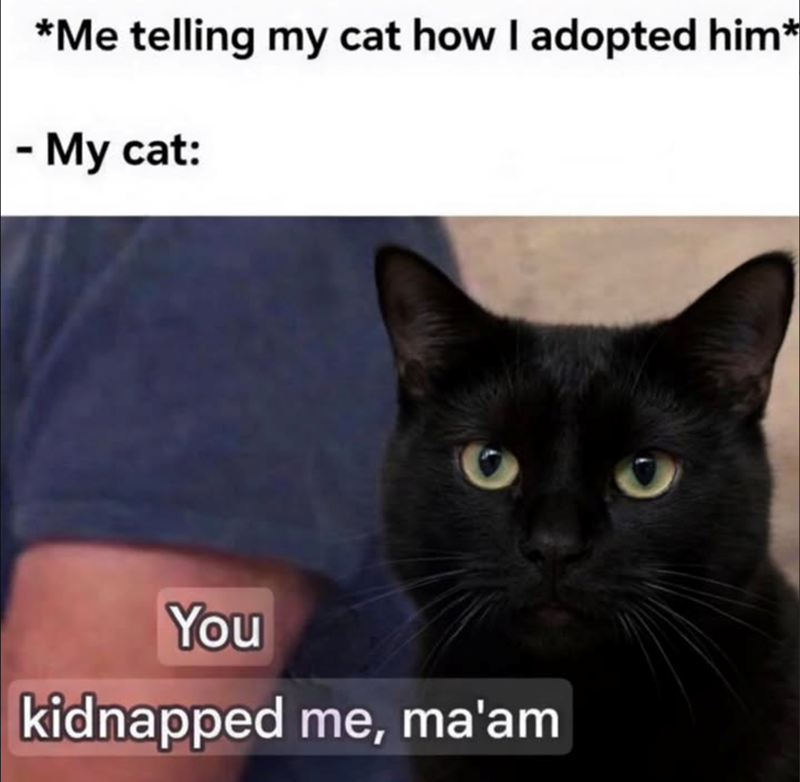 *Me telling my cat how I adopted him* - My cat: You kidnapped me, ma'am