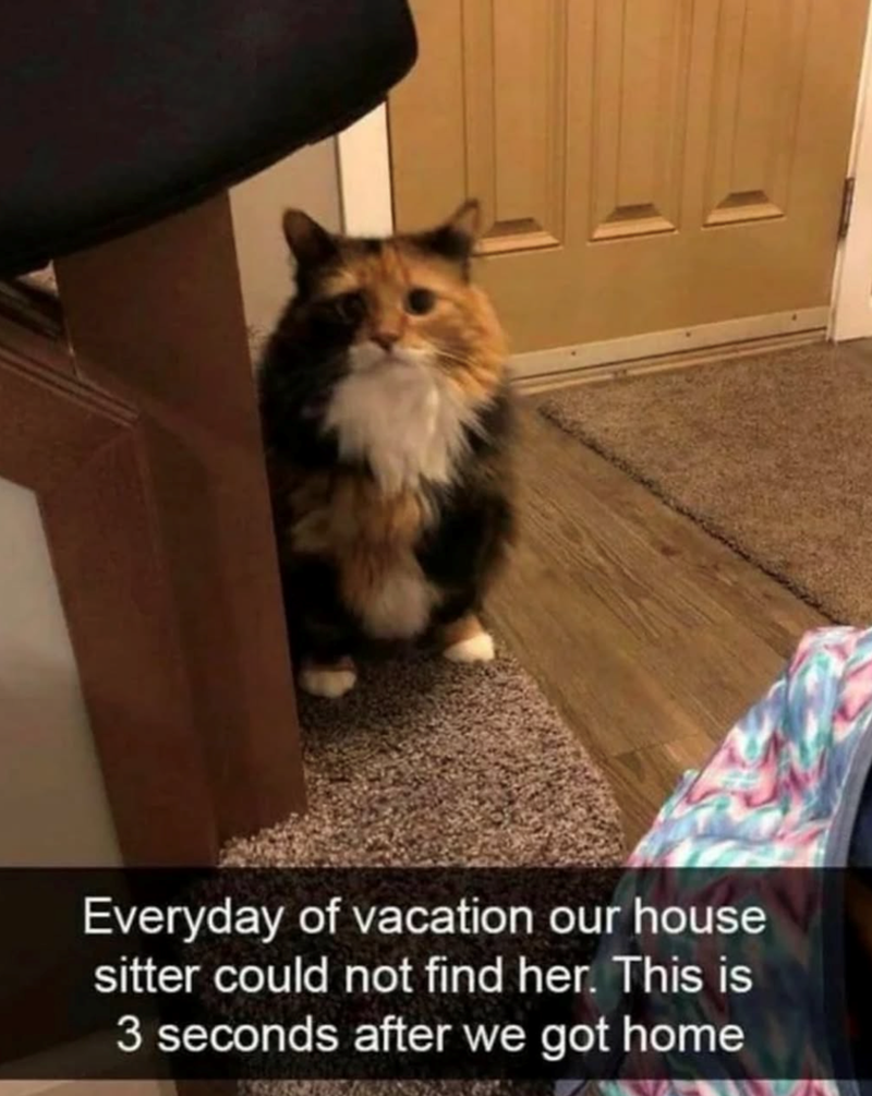 Everyday of vacation our house sitter could not find her. This is 3 seconds after we got home 5987
