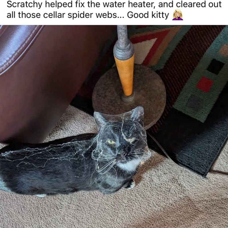 Scratchy helped fix the water heater, and cleared out all those cellar spider webs... Good kitty