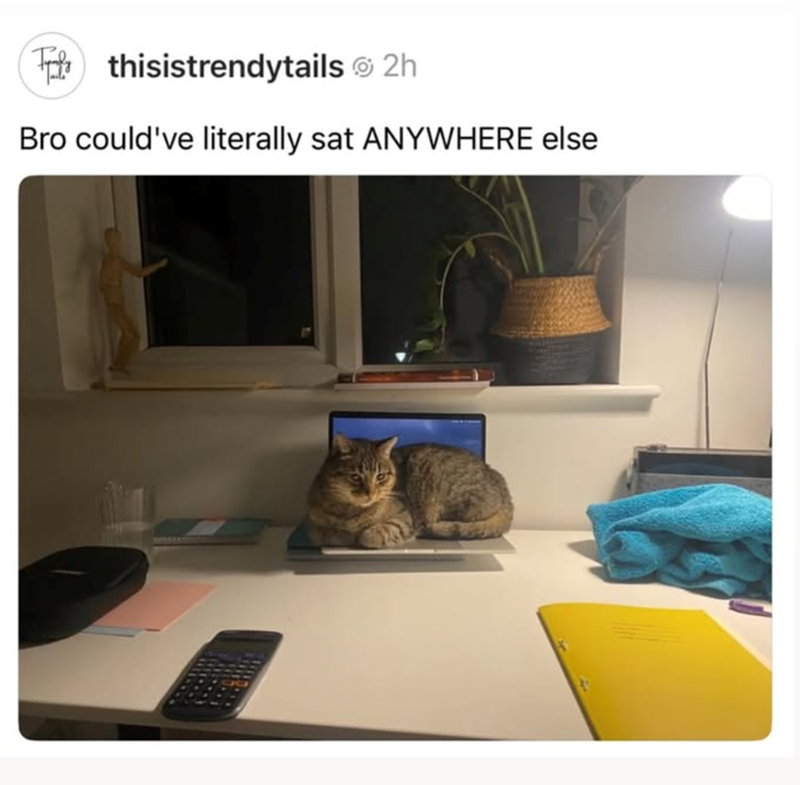 ☑thisistrendytails 2h Bro could've literally sat ANYWHERE else