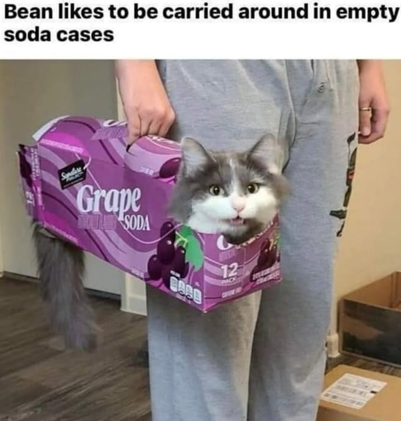 Bean likes to be carried around in empty soda cases Spalare Grape SODA BARB 12 PACK