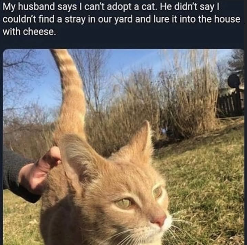 My husband says I can't adopt a cat. He didn't say I couldn't find a stray in our yard and lure it into the house with cheese.