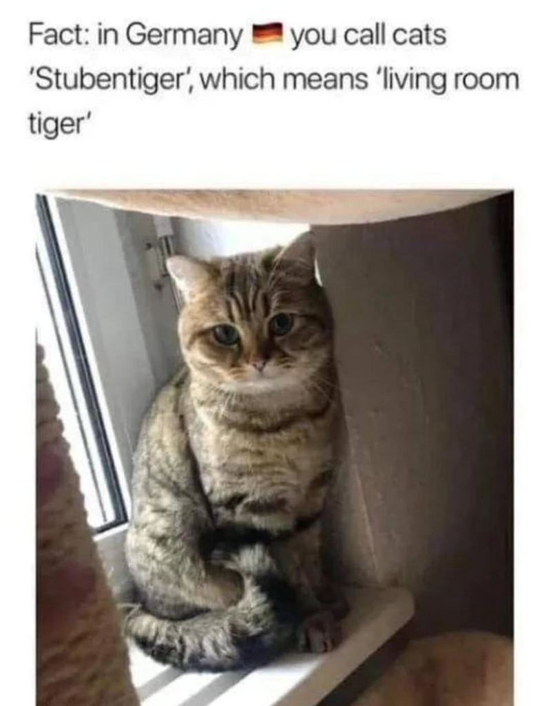 Fact: in Germany you call cats 'Stubentiger, which means 'living room tiger'
