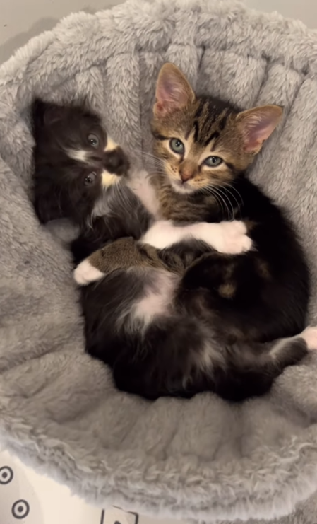 Cheezburger Image 10620500736