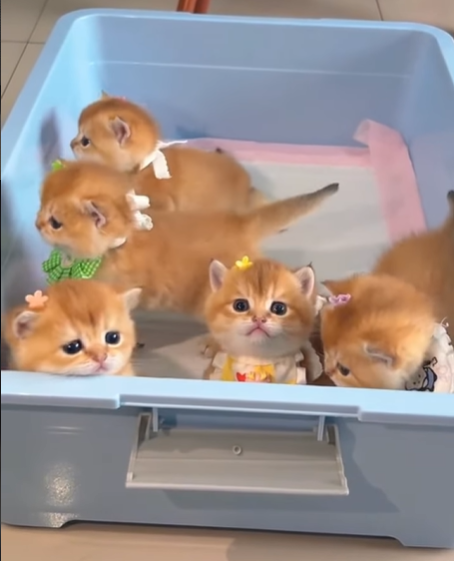 Cheezburger Image 10620500992