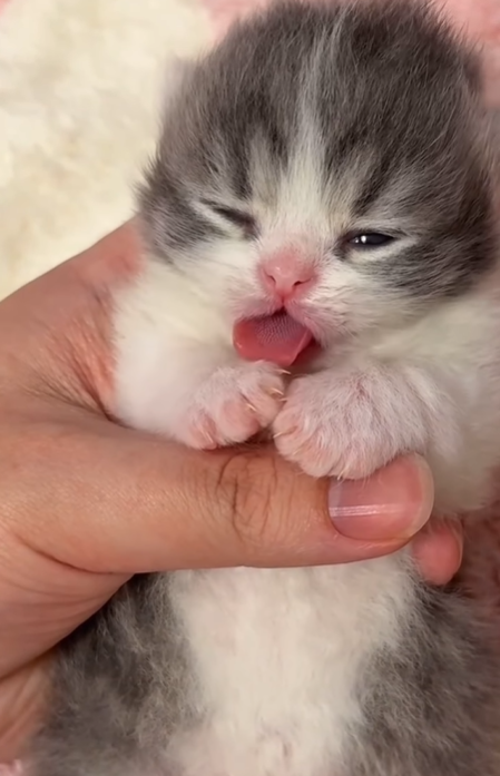 Cheezburger Image 10620501504