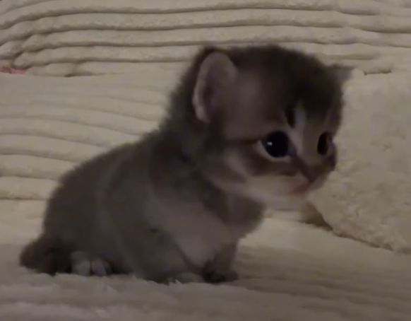 Cheezburger Image 10620501760