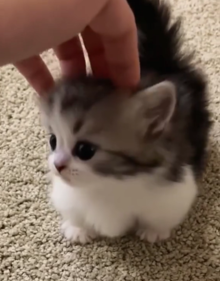 Cheezburger Image 10620502272