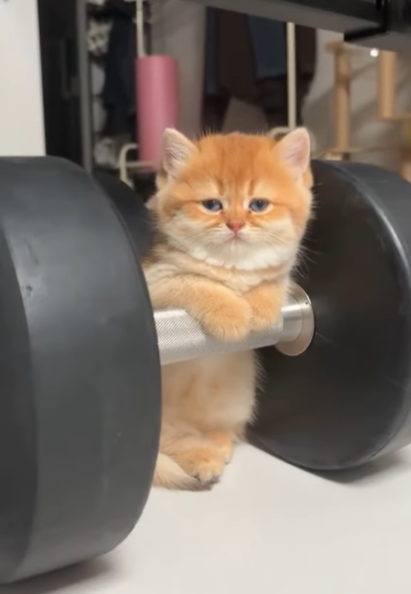 Cheezburger Image 10620507648