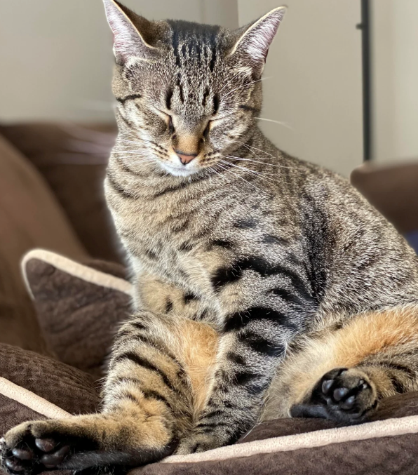 Cheezburger Image 10620507904