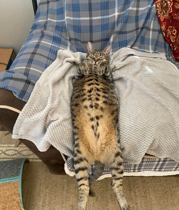 Cheezburger Image 10620508160