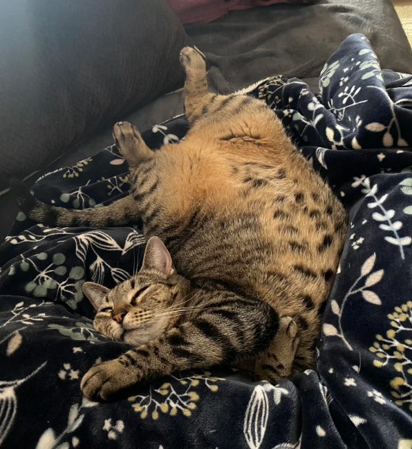 Cheezburger Image 10620508416