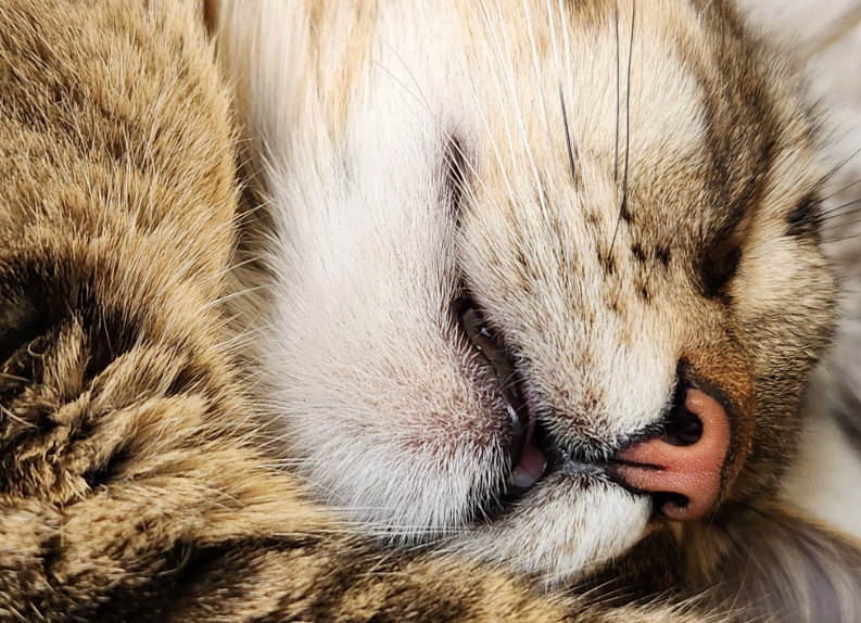 Cheezburger Image 10620509440