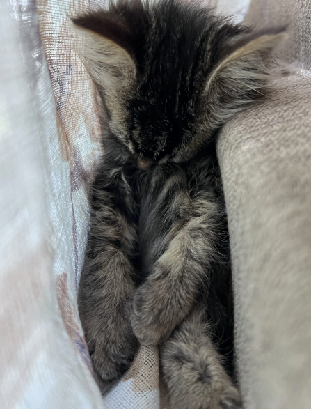 Cheezburger Image 10620514304