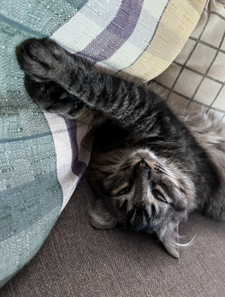 Cheezburger Image 10620514560