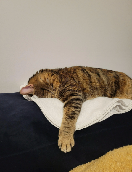 Cheezburger Image 10620514816