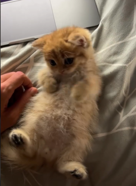 Cheezburger Image 10620515072