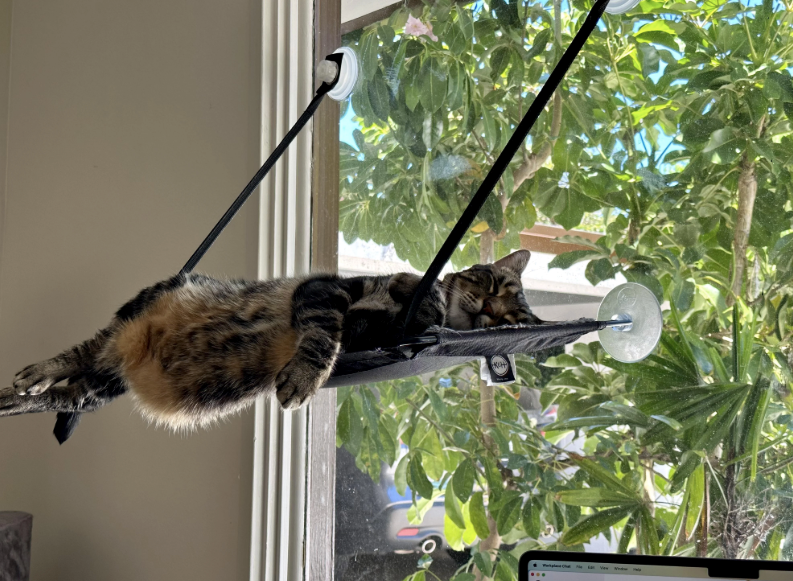 Cheezburger Image 10620515328