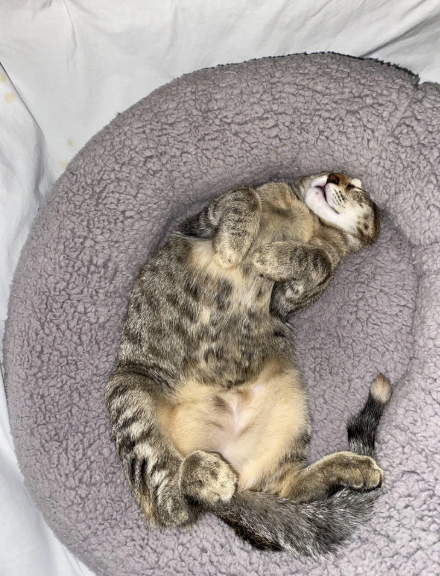 Cheezburger Image 10620515584