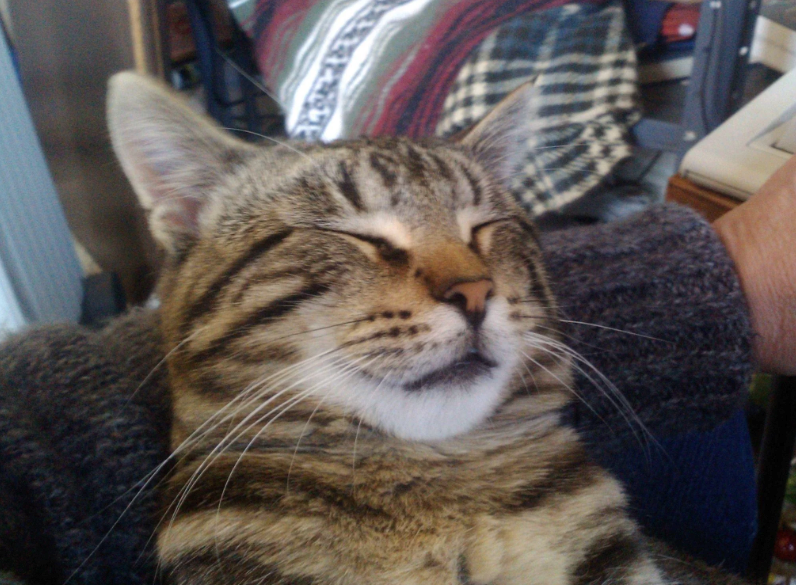 Cheezburger Image 10620516096