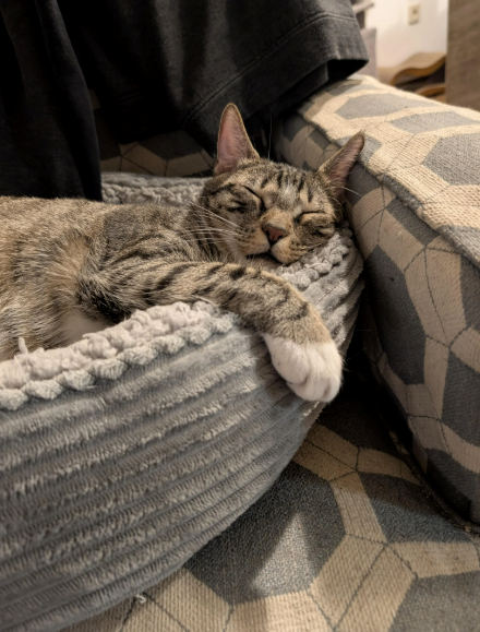 Cheezburger Image 10620516352