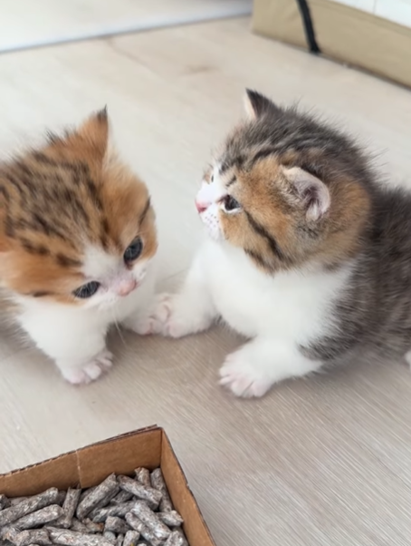 Cheezburger Image 10620516608