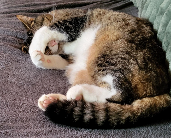 Cheezburger Image 10620516864