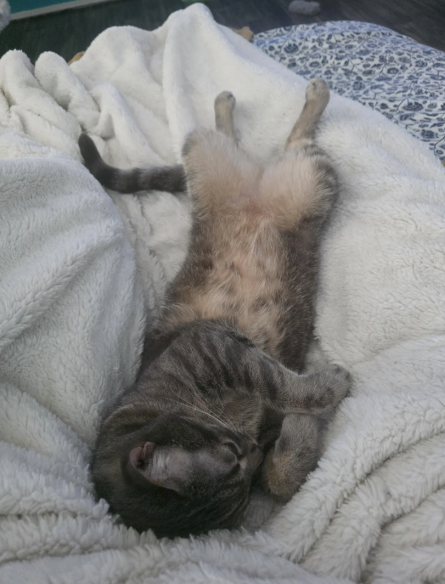 Cheezburger Image 10620517120