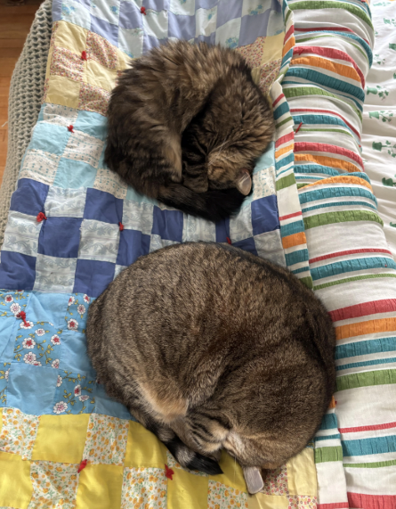 Cheezburger Image 10620517632