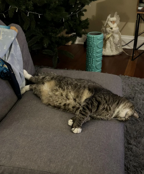 Cheezburger Image 10620517888