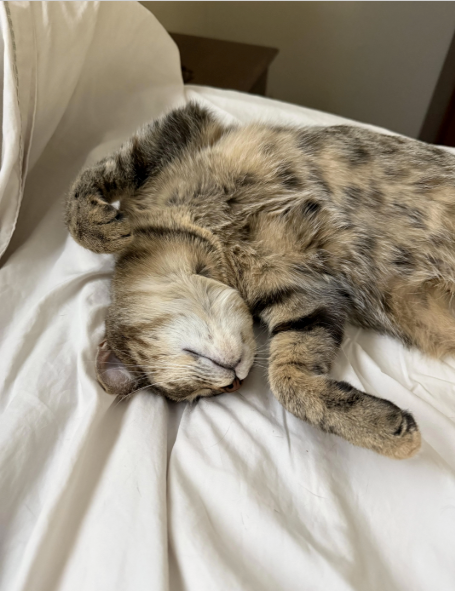 Cheezburger Image 10620518144