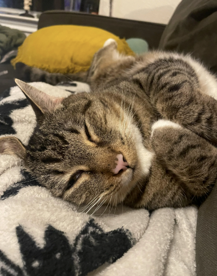 Cheezburger Image 10620518656