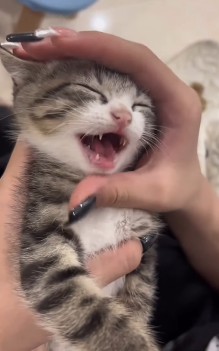 Cheezburger Image 10620519168