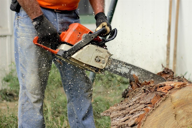 A contractor takes a chainsaw to an oak tree.