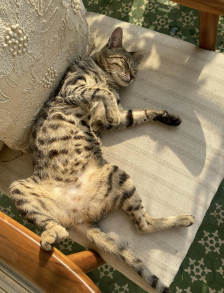 Cheezburger Image 10620520192