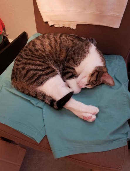 Cheezburger Image 10620520448