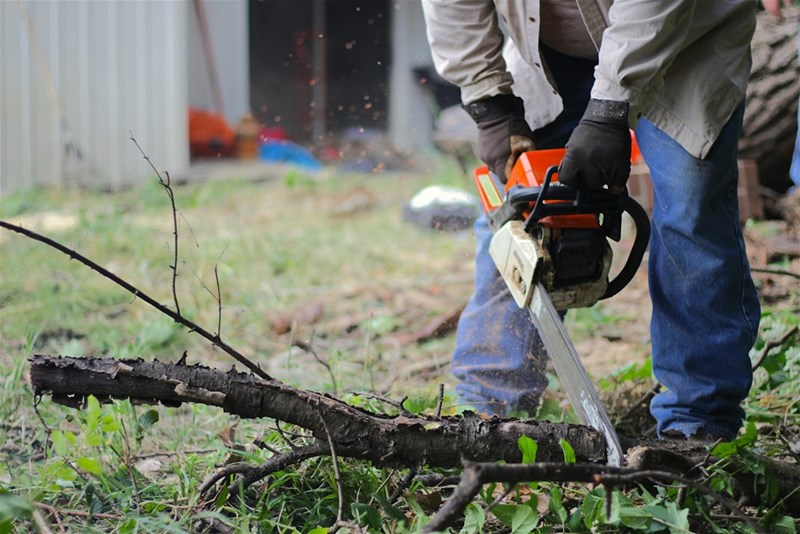 A contractor takes a chainsaw to an oak tree.