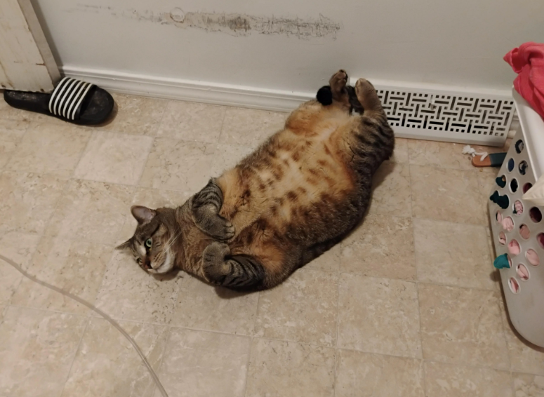 Cheezburger Image 10620520960