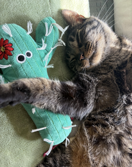 Cheezburger Image 10620521216