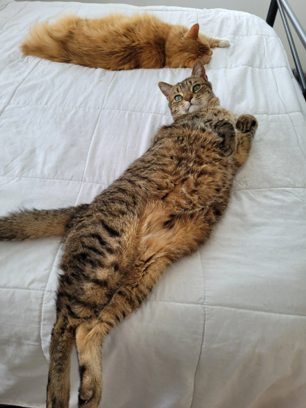 Cheezburger Image 10620521472