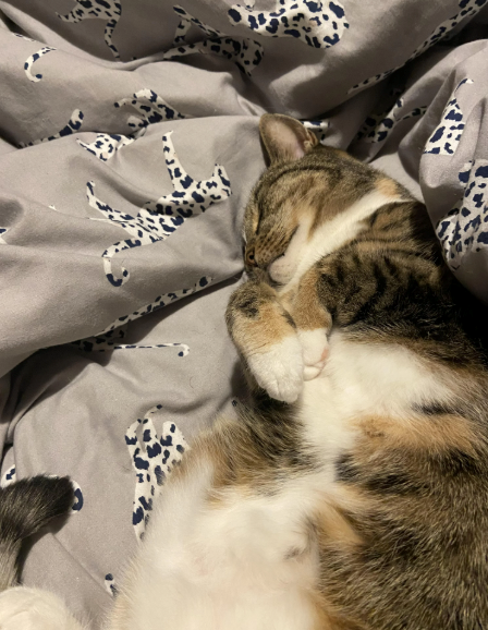 Cheezburger Image 10620521728