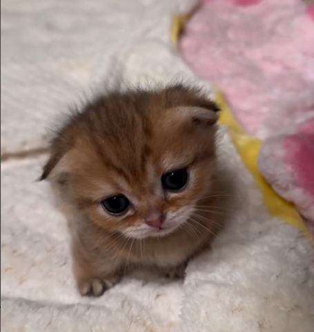 Cheezburger Image 10620521984