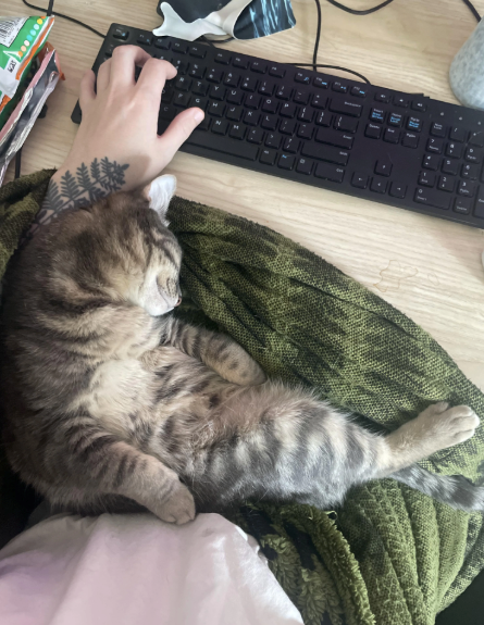 Cheezburger Image 10620522240