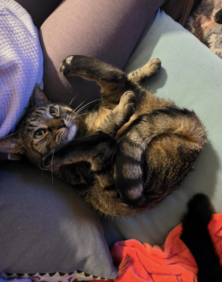 Cheezburger Image 10620522496