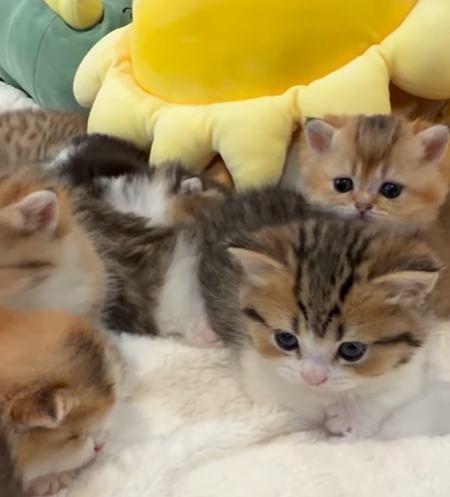 Cheezburger Image 10620522752