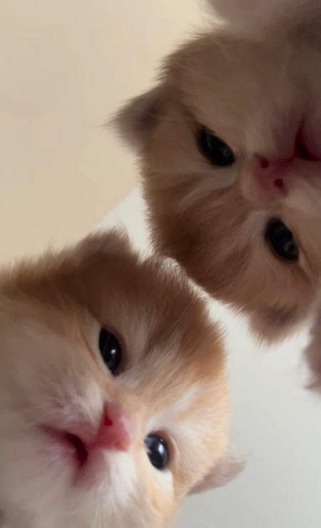 Cheezburger Image 10620523008