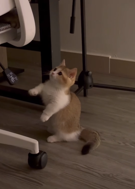 Cheezburger Image 10620523264