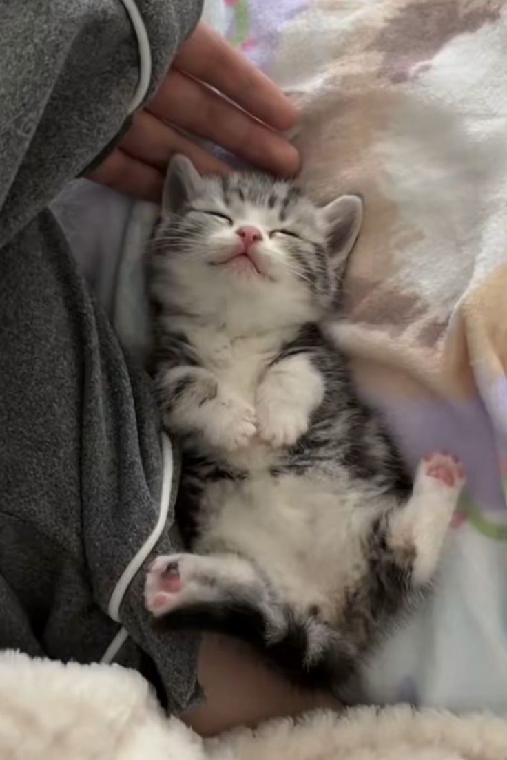 Cheezburger Image 10620524288