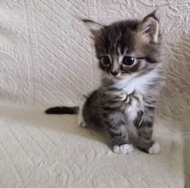 Cheezburger Image 10620524544